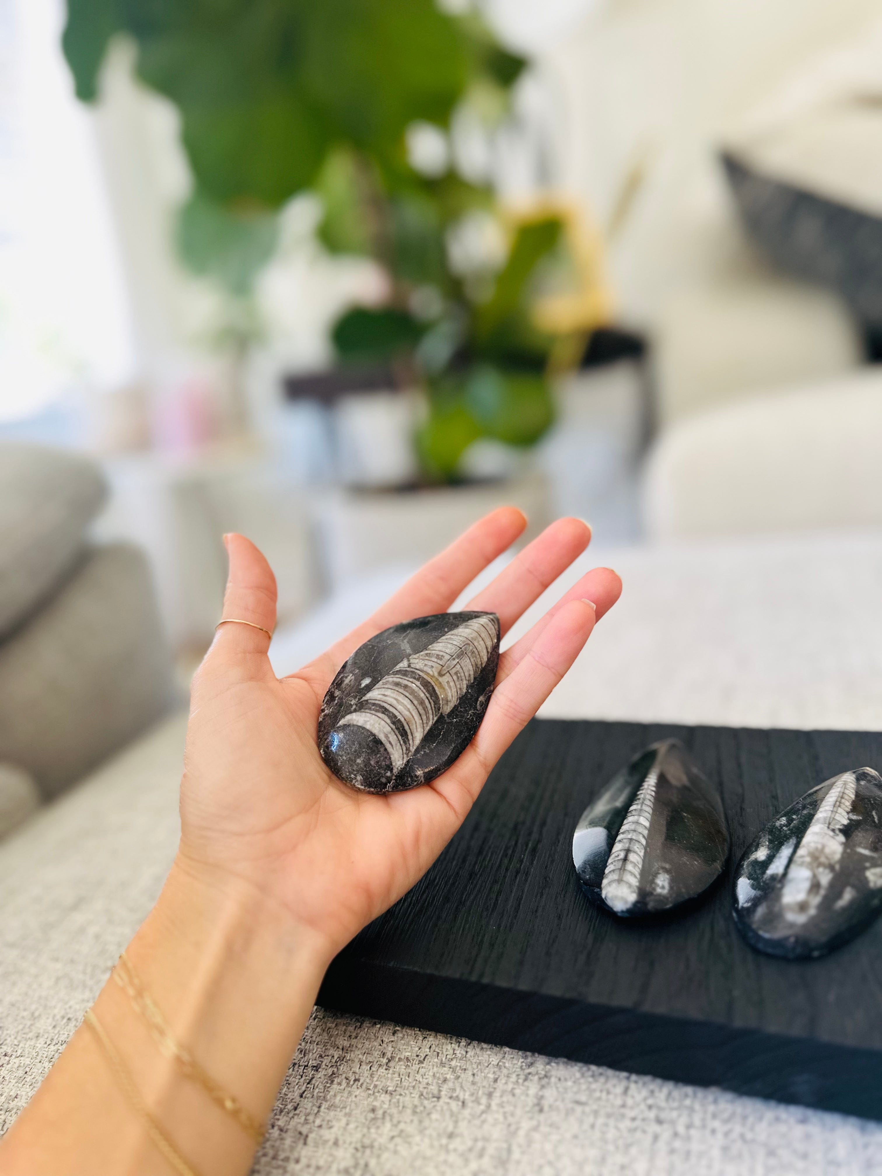 Ancient Orthoceras Fossil, dating back to the Paleozoic era, offers a unique connection to Earth&