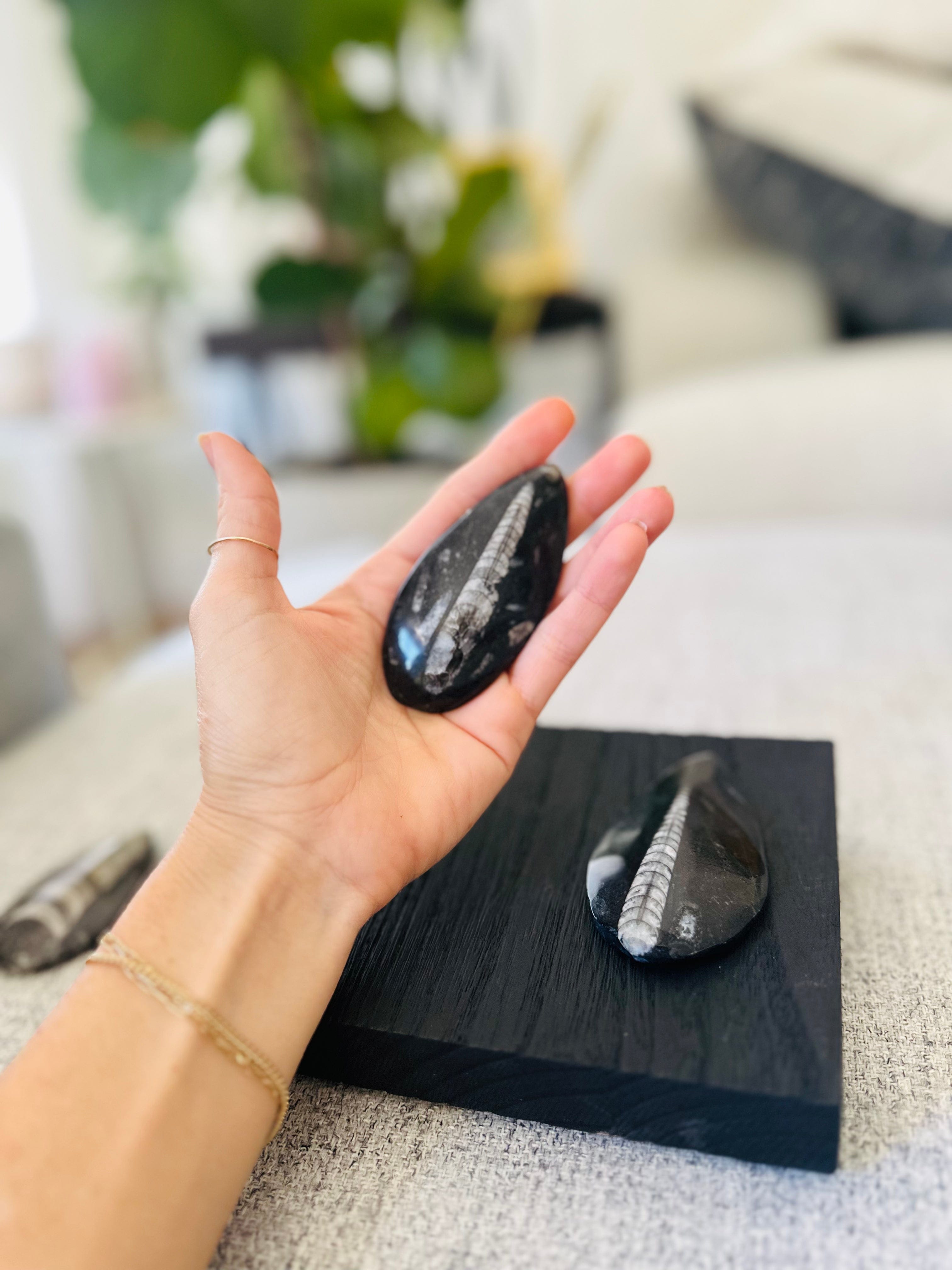Display the Orthoceras Fossil as a meaningful piece, reminding us of life&