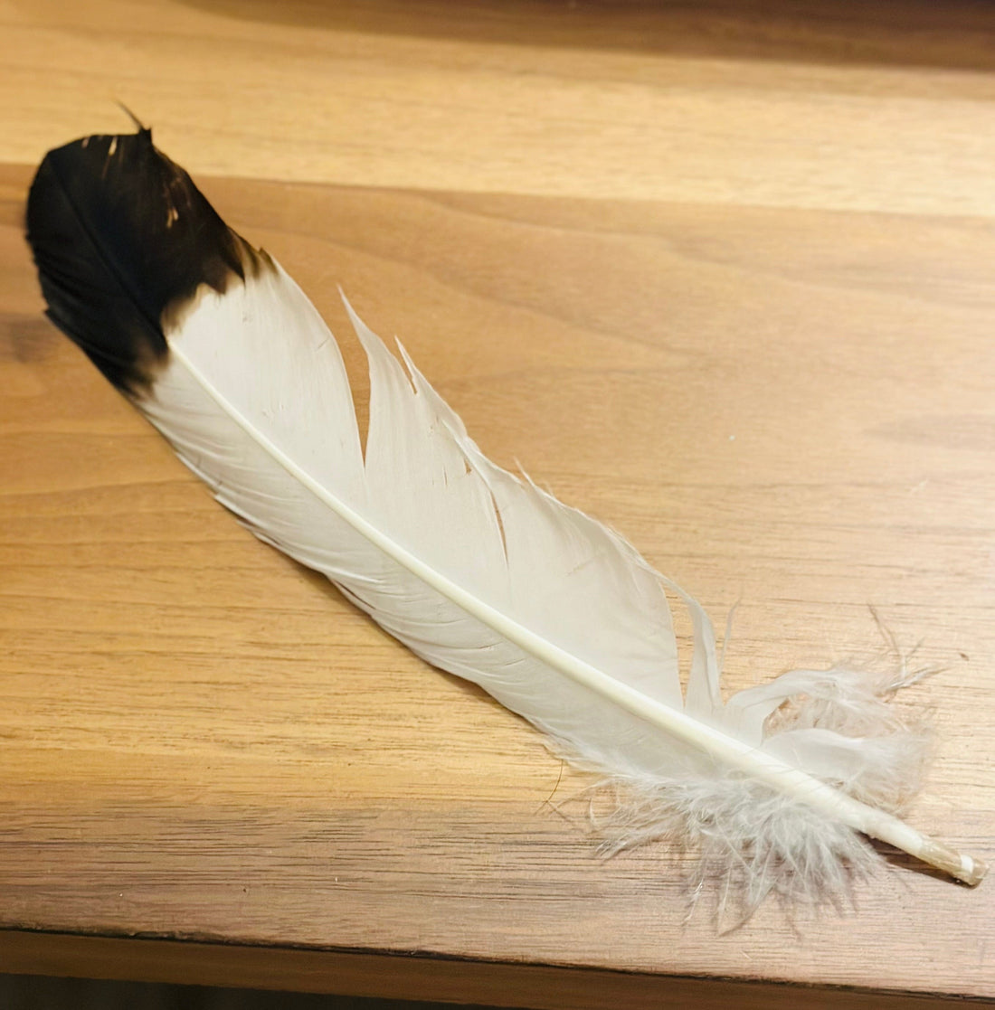 Brown Tip Feather with natural tones, perfect for crafts, decoration, or spiritual practices