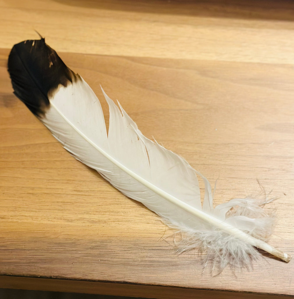 Brown Tip Feather