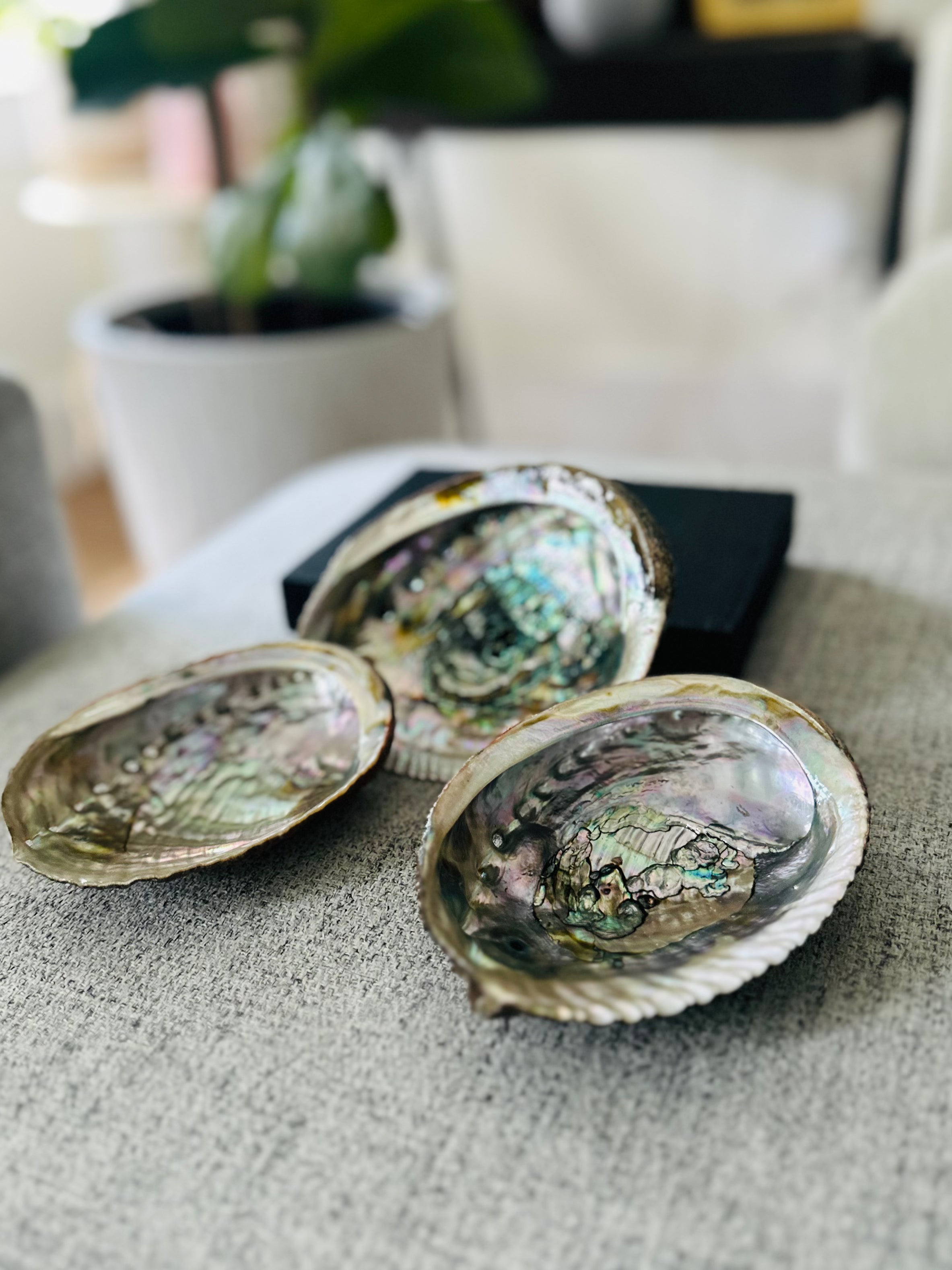 Abalone shells ideal holding for sage, palo santo or incense