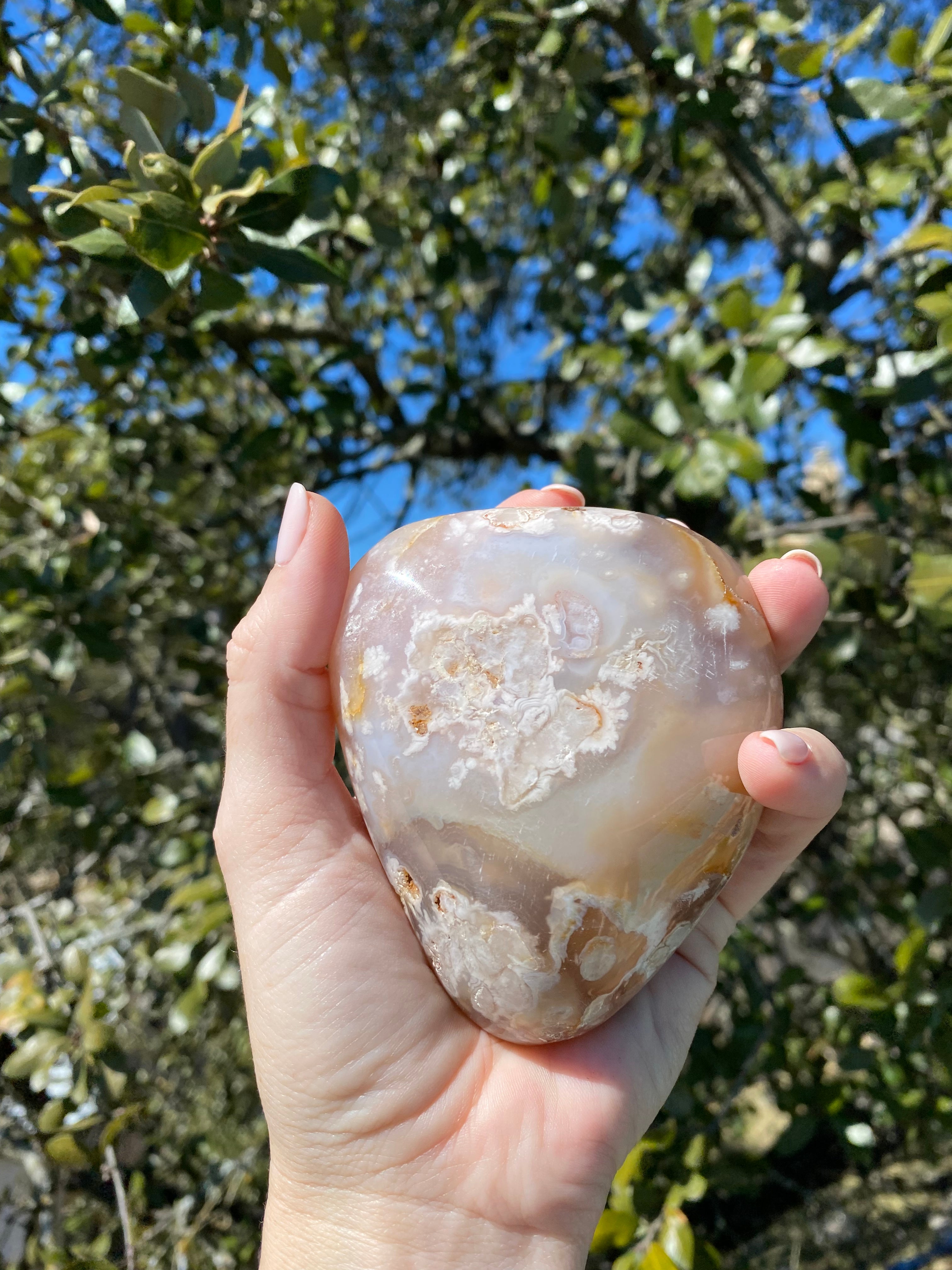 stunning Flower Agate Palm Stone shines under sunlight, showcasing its unique floral inclusions and captivating depth